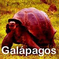 Galápagos Reisefilm für Wartezimmer TV  zum Download