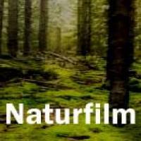 Nature film - 50 typical royalty free music titles nature animals