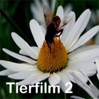 Wildlife films 2 nature film for waiting room TV and Veterinary practices to download