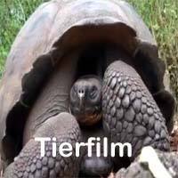Tierfilme 1 Naturfilm für Wartezimmer TV  und Tierarztpraxen zum Download