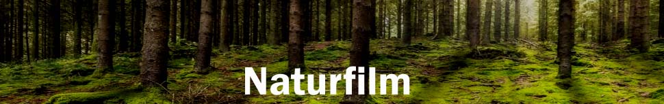 Naturfilm - 50 typische gema freie Musiktitel Natur Tiere